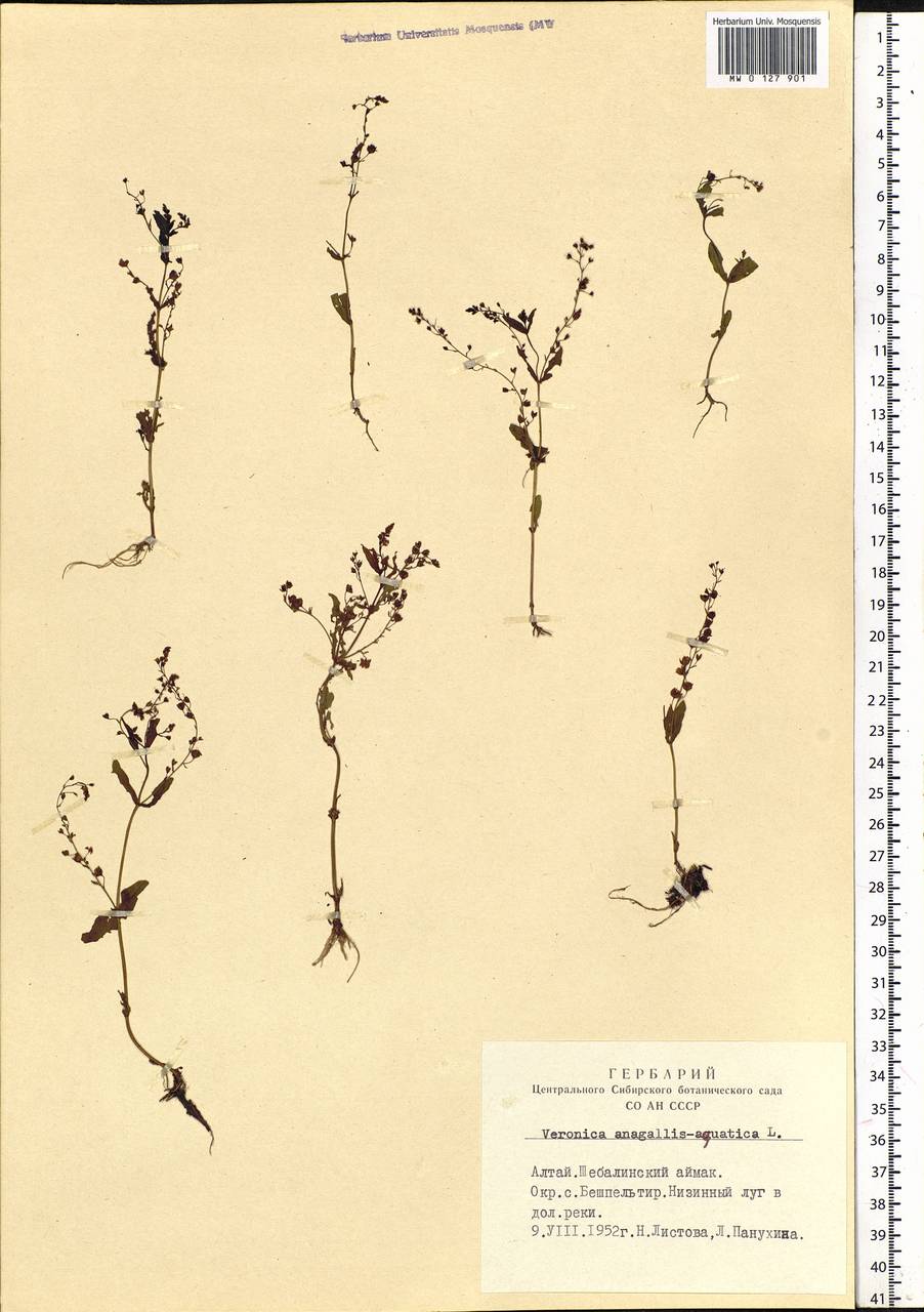 Veronica anagallis-aquatica L., Siberia, Altai & Sayany Mountains (S2) (Russia)