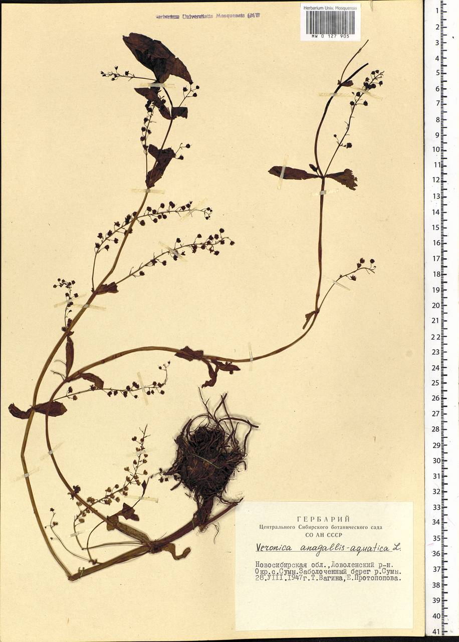 Veronica anagallis-aquatica L., Siberia, Western Siberia (S1) (Russia)