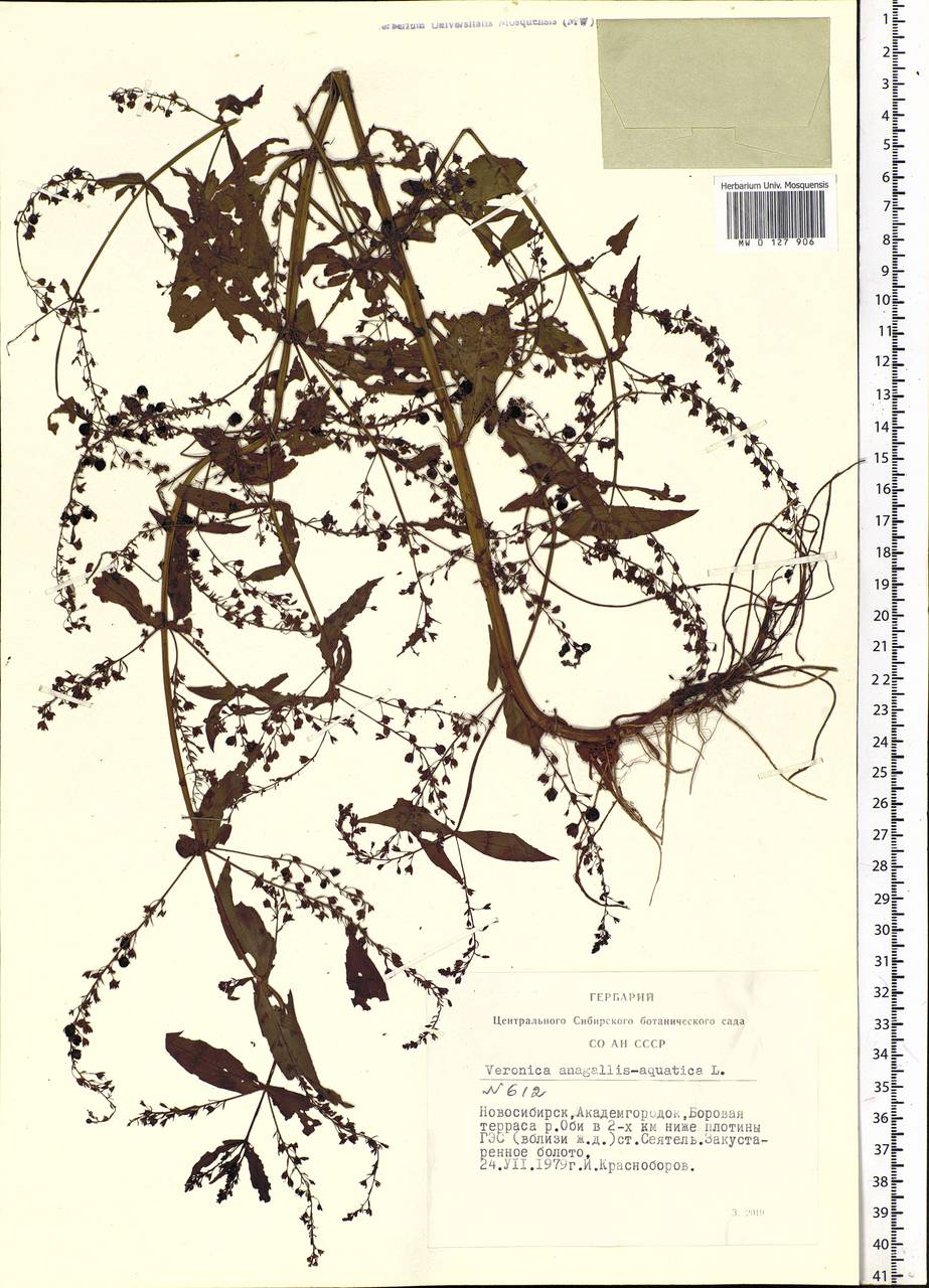 Veronica anagallis-aquatica L., Siberia, Western Siberia (S1) (Russia)