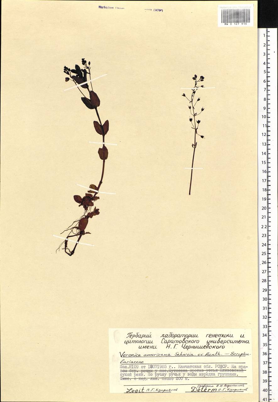 Veronica americana (Raf.) Schwein. ex Benth., Siberia, Chukotka & Kamchatka (S7) (Russia)