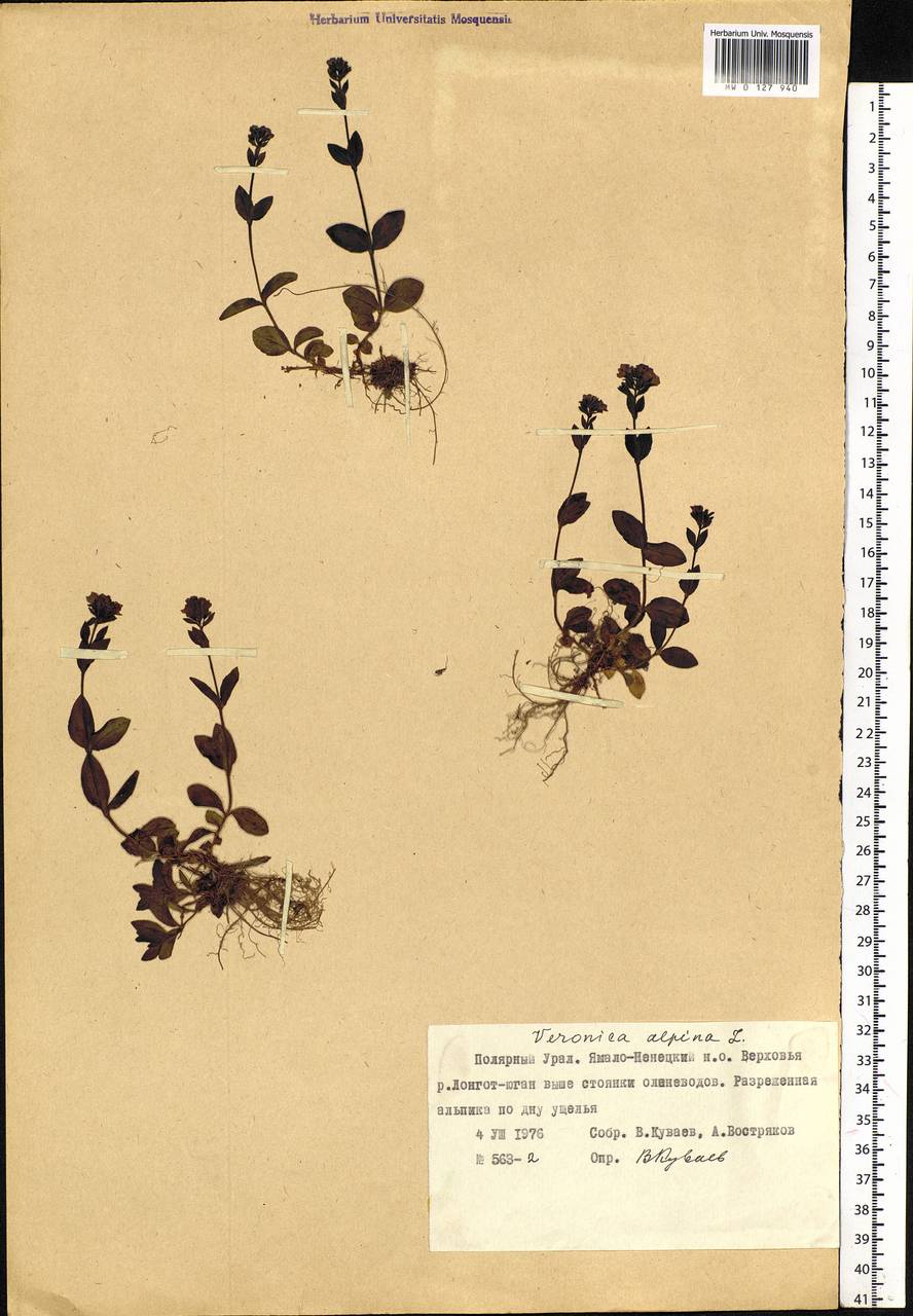 Veronica alpina L., Siberia, Western Siberia (S1) (Russia)
