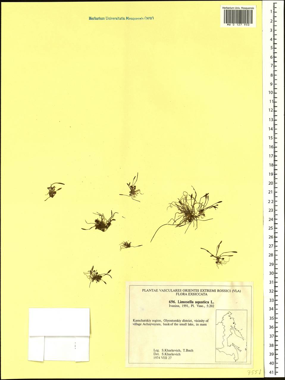 Limosella aquatica L., Siberia, Chukotka & Kamchatka (S7) (Russia)