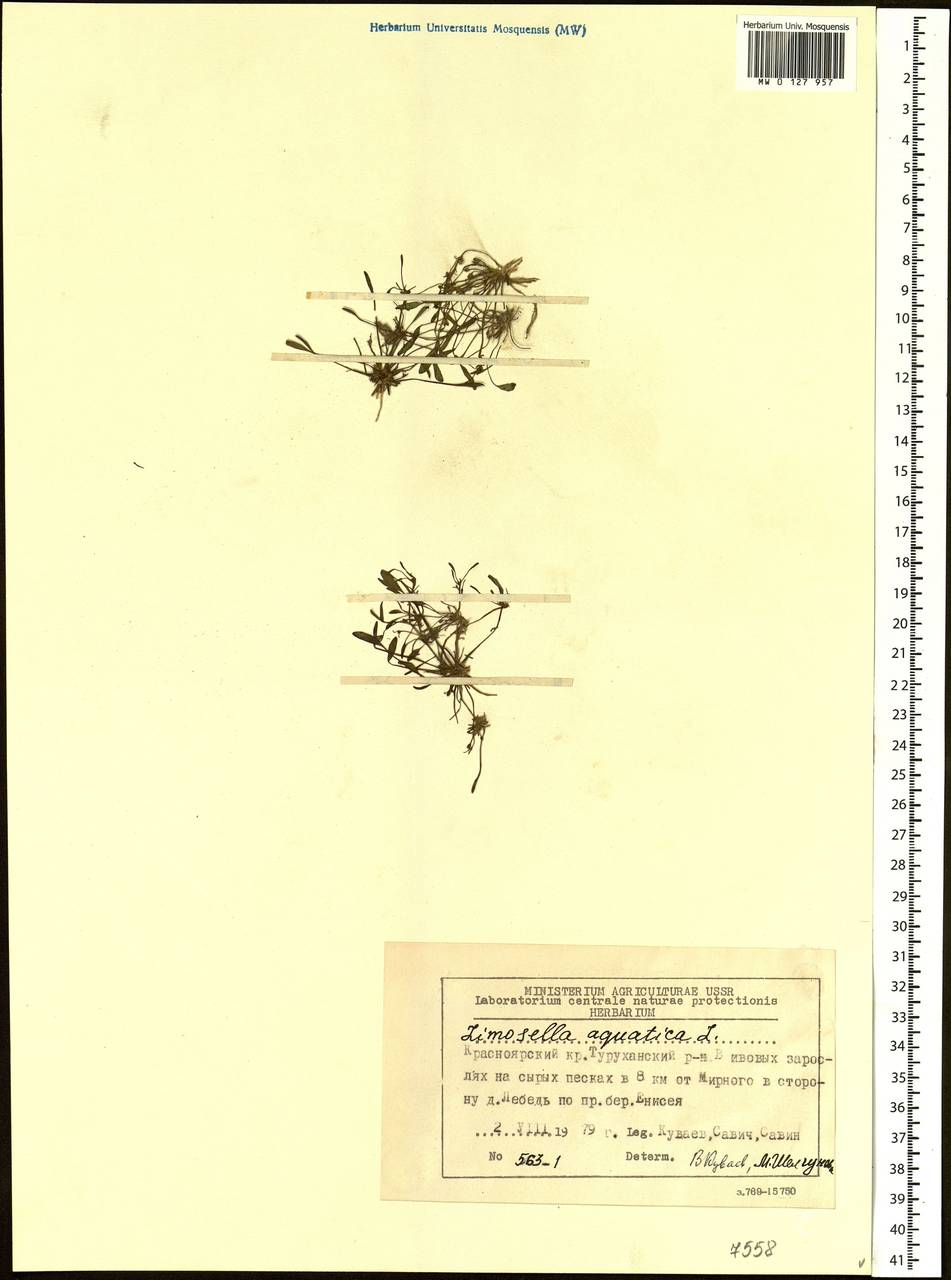 Limosella aquatica L., Siberia, Central Siberia (S3) (Russia)