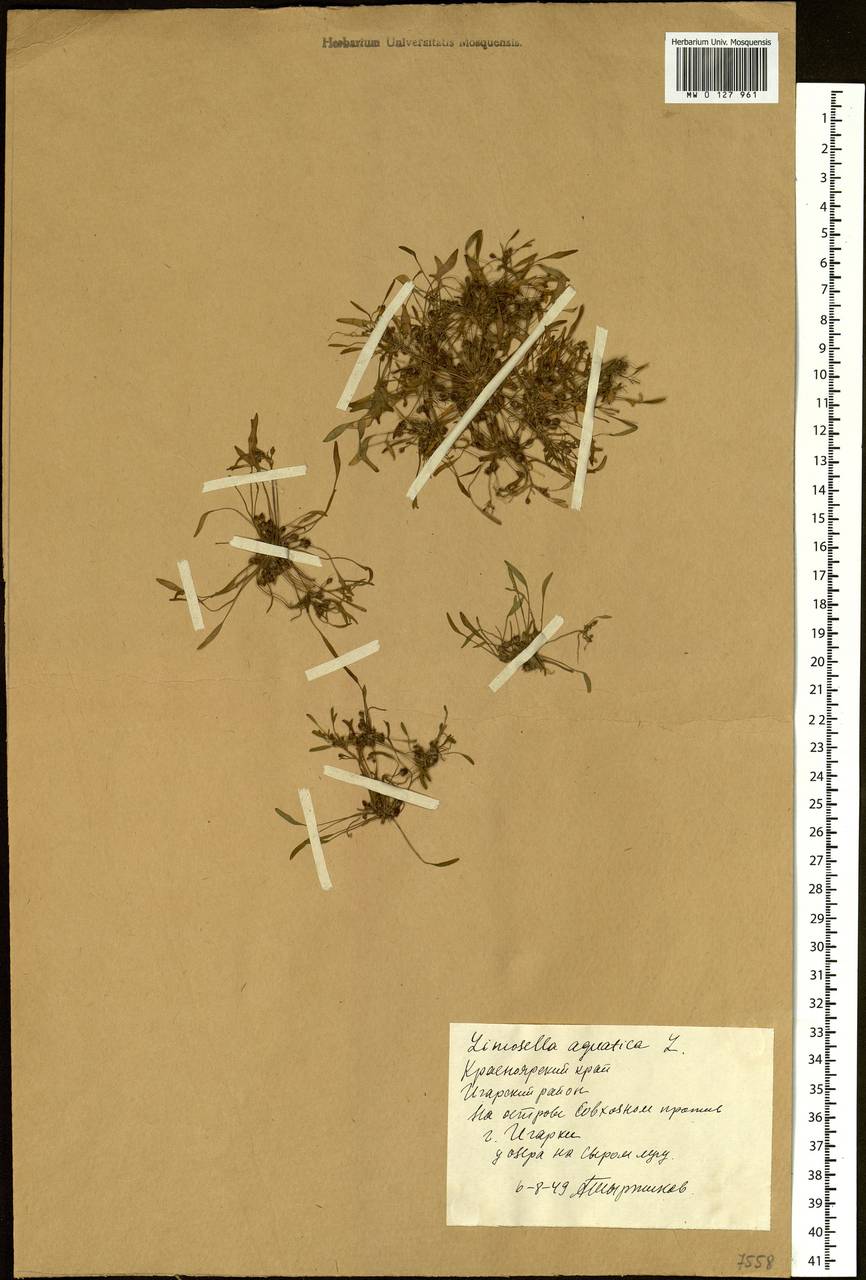 Limosella aquatica L., Siberia, Central Siberia (S3) (Russia)