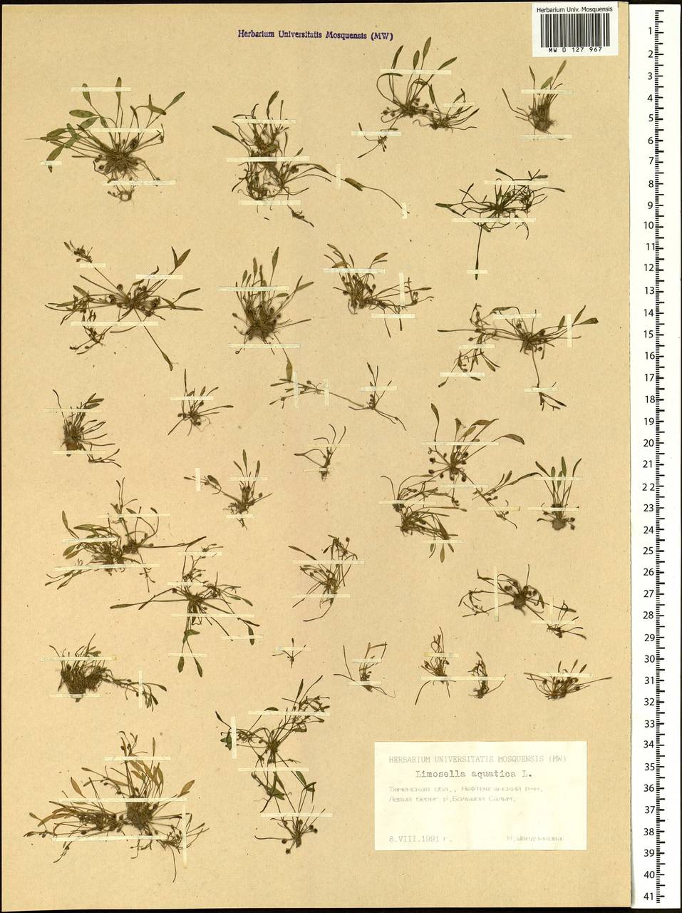 Limosella aquatica L., Siberia, Western Siberia (S1) (Russia)