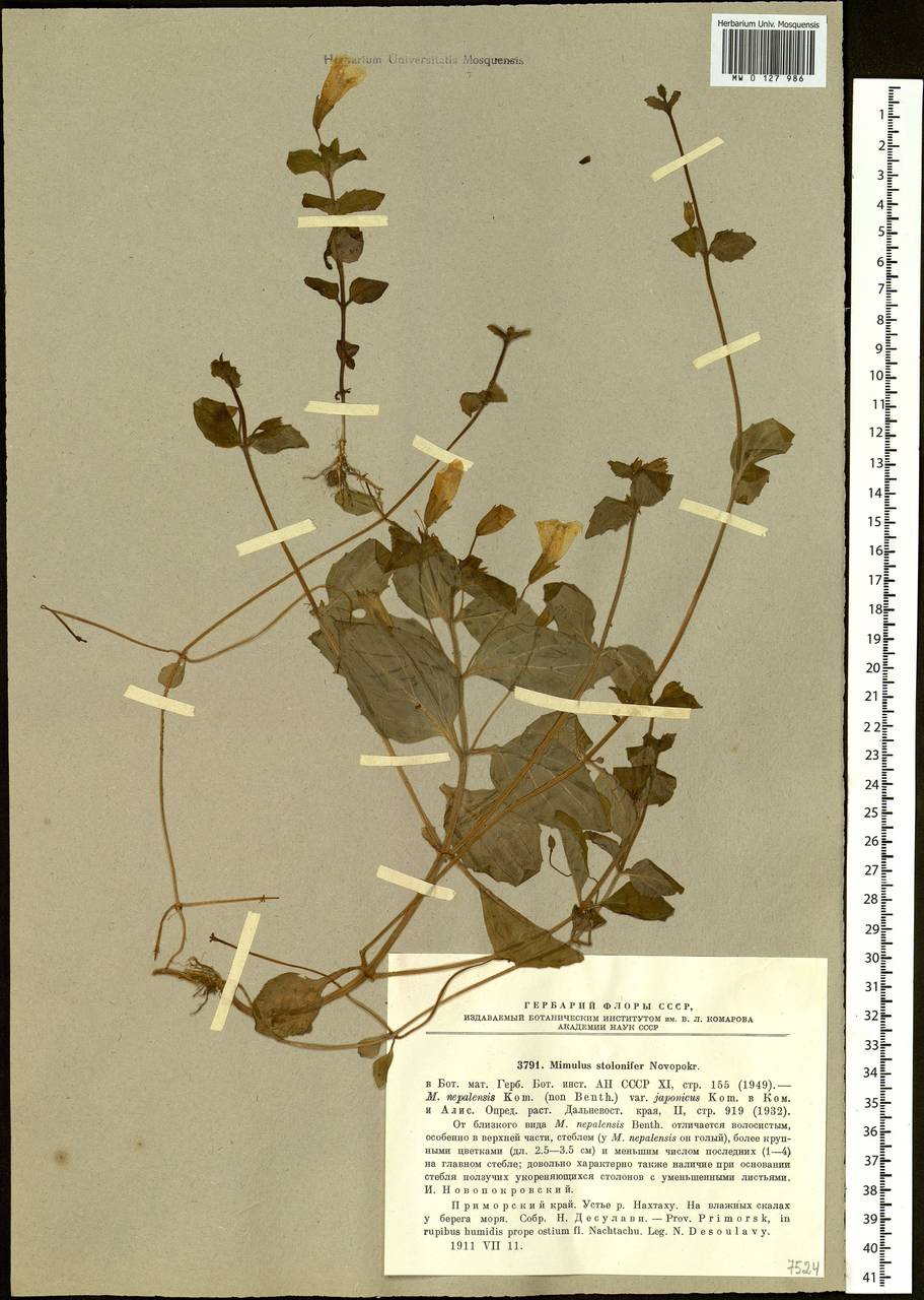 Erythranthe stolonifera (Novopokr.) G. L. Nesom, Siberia, Russian Far East (S6) (Russia)