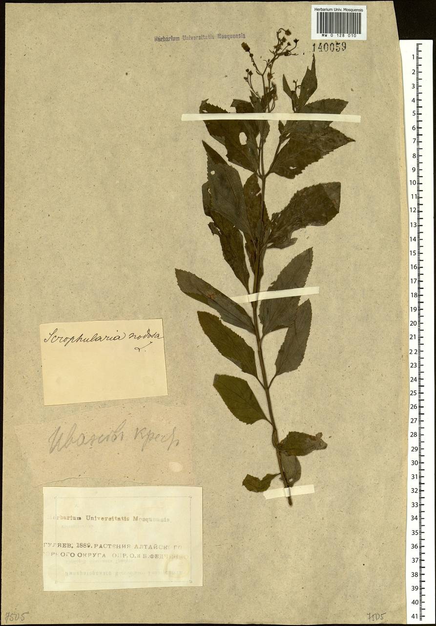 Scrophularia nodosa L., Siberia, Altai & Sayany Mountains (S2) (Russia)