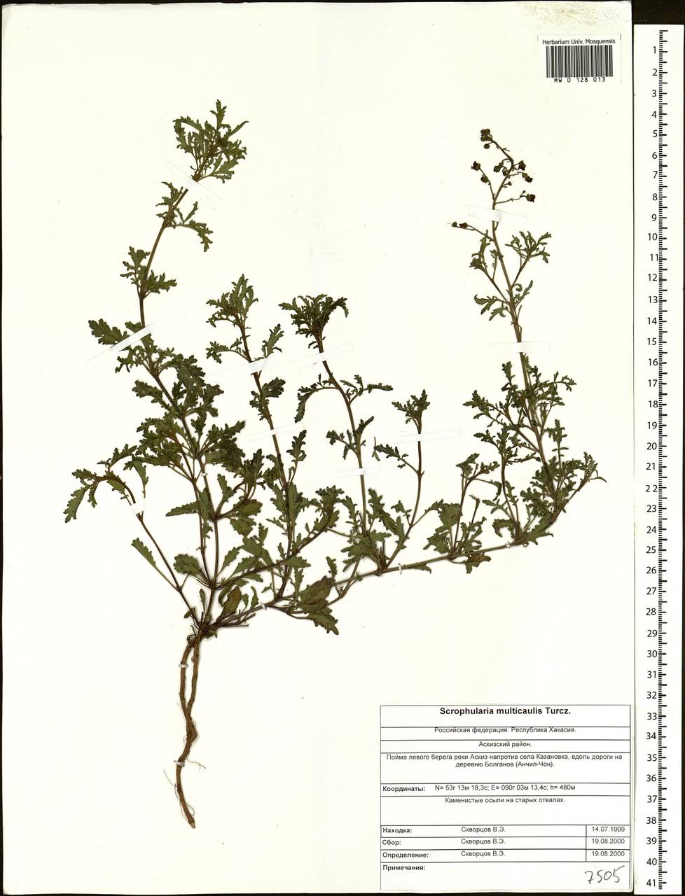 Scrophularia multicaulis Turcz., Siberia, Altai & Sayany Mountains (S2) (Russia)