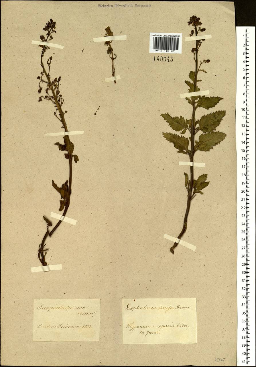 Scrophularia incisa Weinm., Siberia, Baikal & Transbaikal region (S4) (Russia)