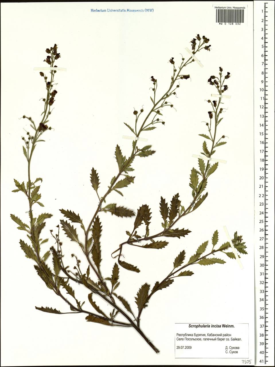 Scrophularia incisa Weinm., Siberia, Baikal & Transbaikal region (S4) (Russia)