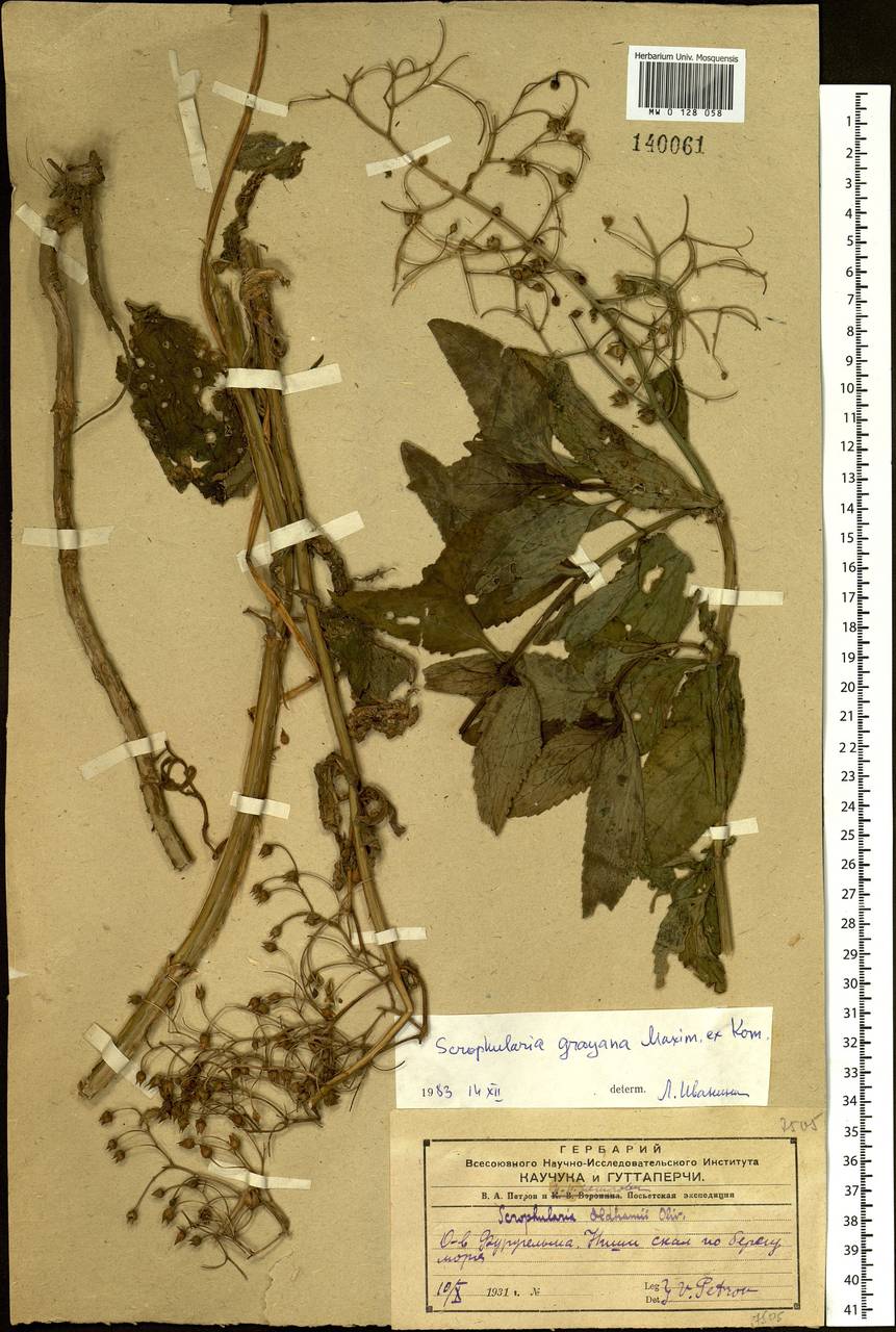 Scrophularia alata A. Gray, Siberia, Russian Far East (S6) (Russia)