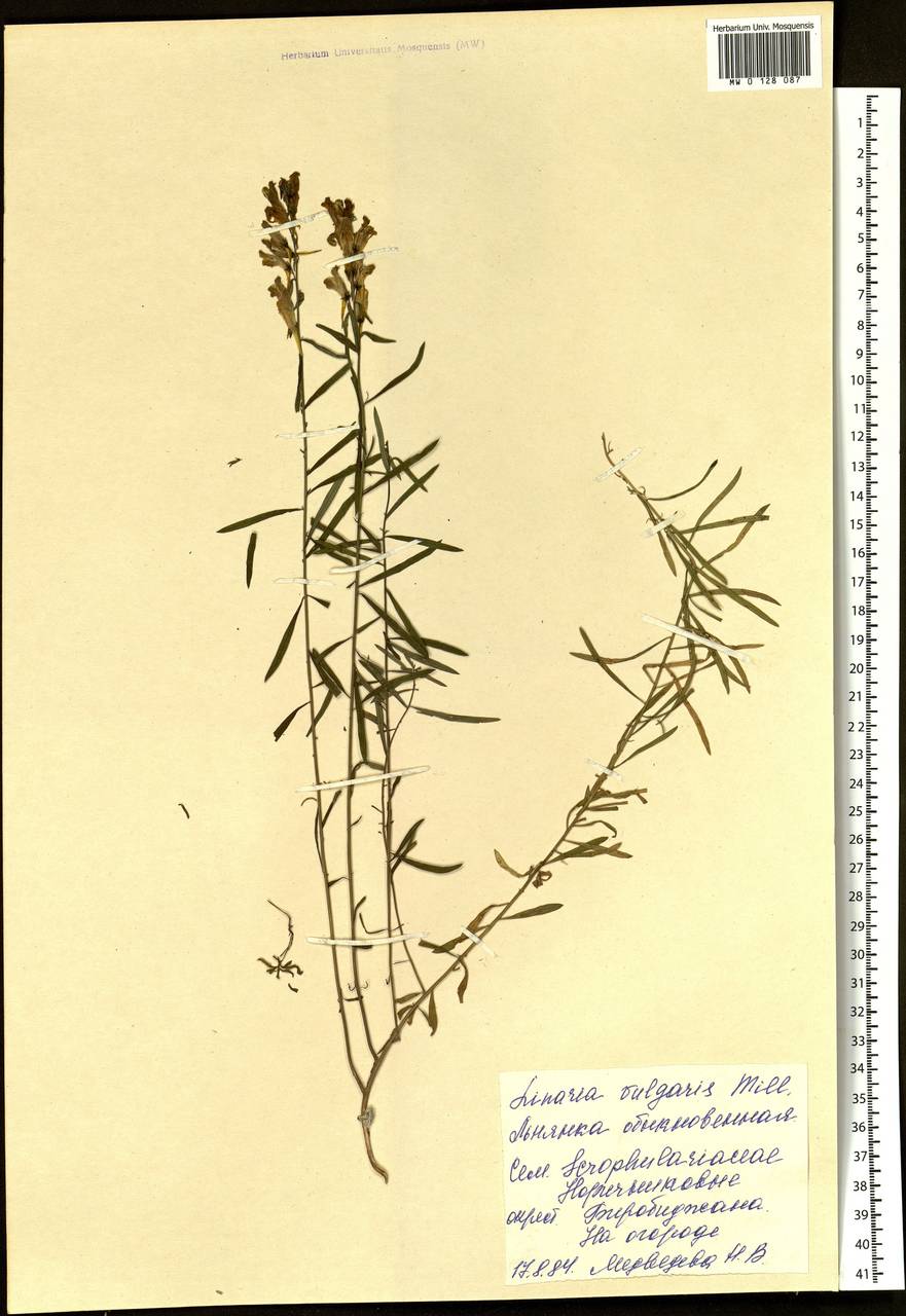 Linaria vulgaris Mill., Siberia, Russian Far East (S6) (Russia)