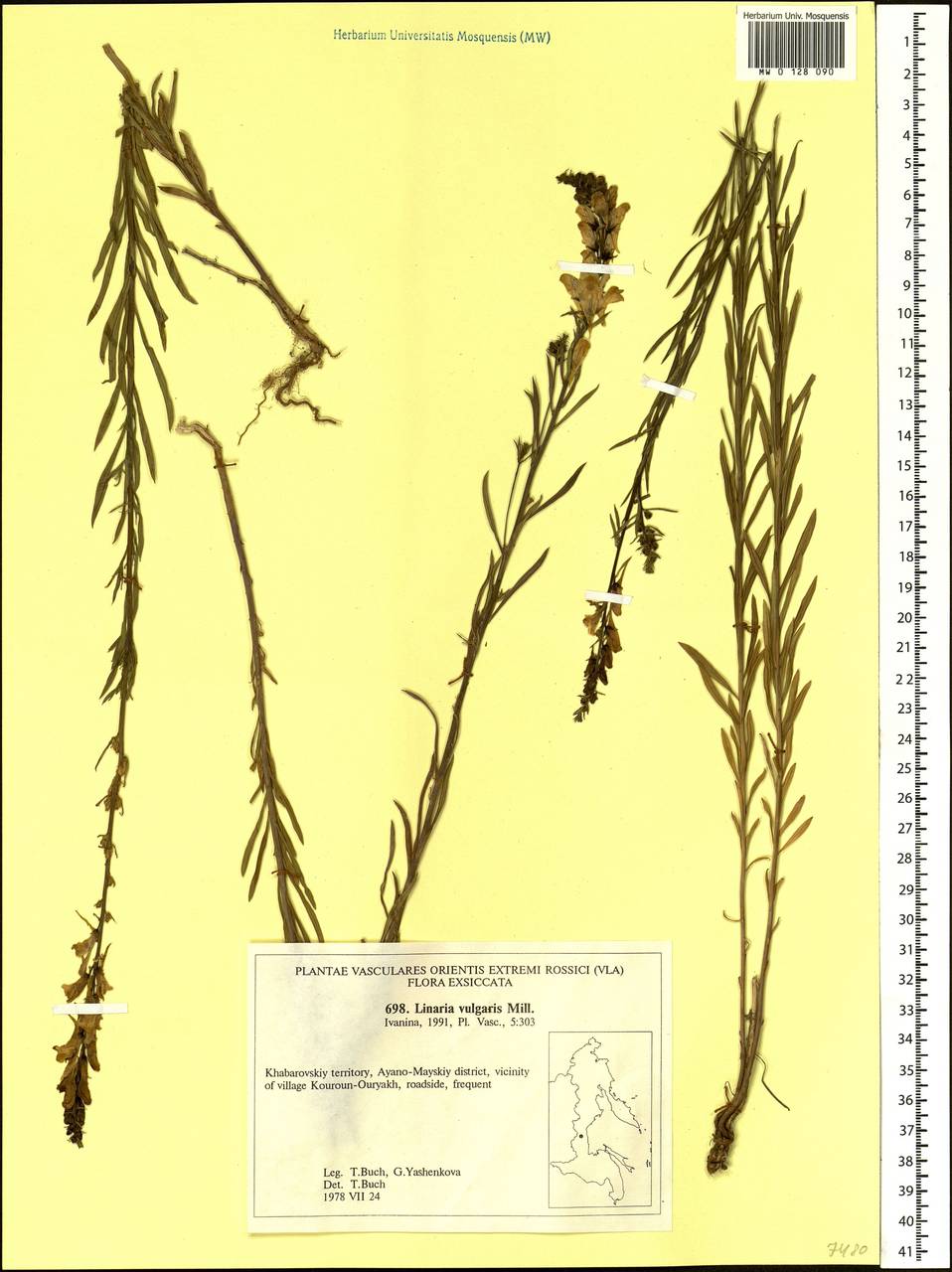 Linaria vulgaris Mill., Siberia, Russian Far East (S6) (Russia)