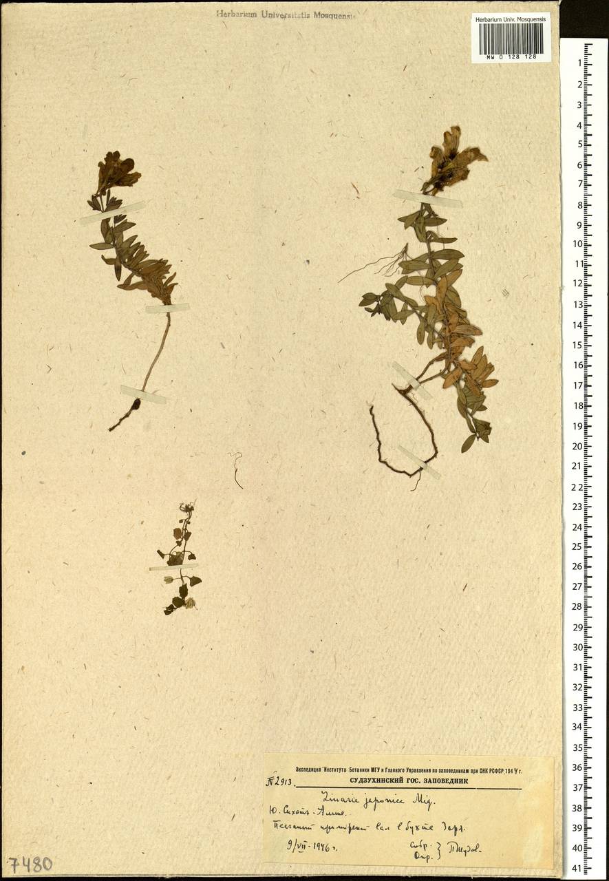 Linaria japonica Miq., Siberia, Russian Far East (S6) (Russia)