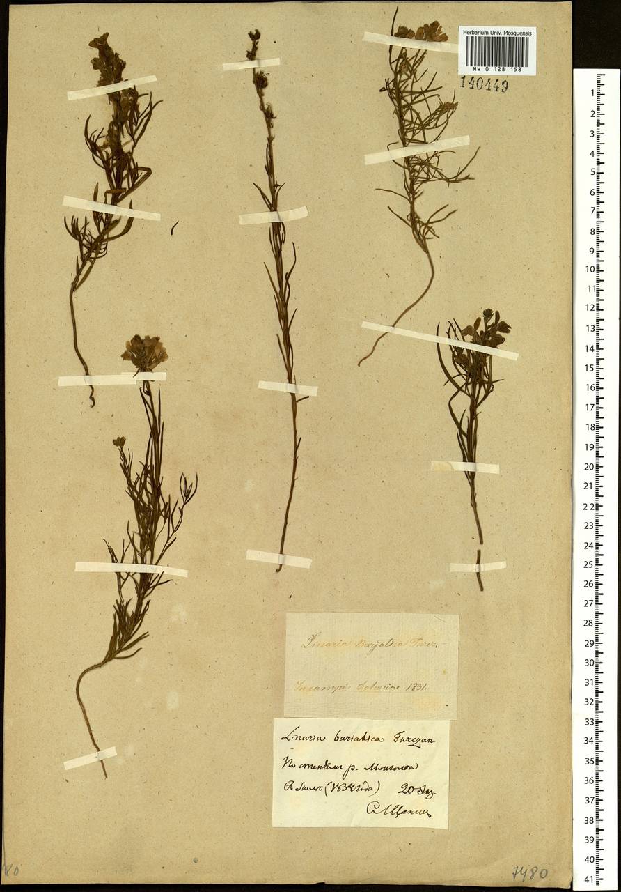 Linaria buriatica Turcz., Siberia, Baikal & Transbaikal region (S4) (Russia)