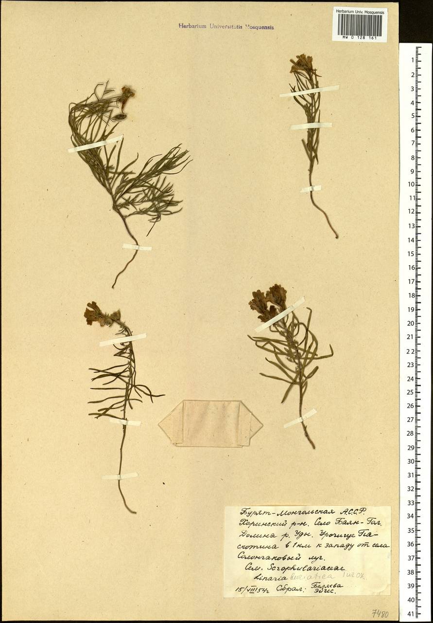 Linaria buriatica Turcz., Siberia, Baikal & Transbaikal region (S4) (Russia)