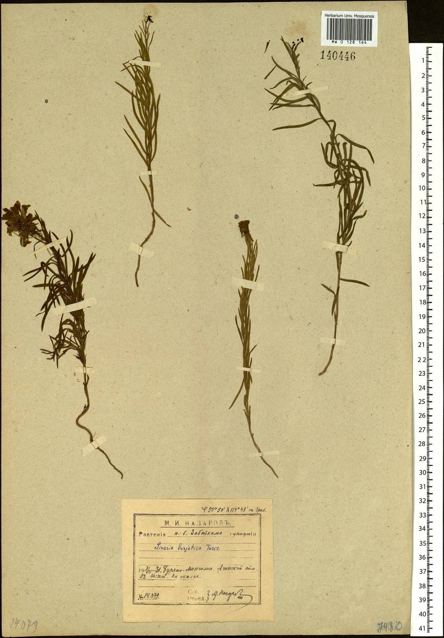 Linaria buriatica Turcz., Siberia, Baikal & Transbaikal region (S4) (Russia)
