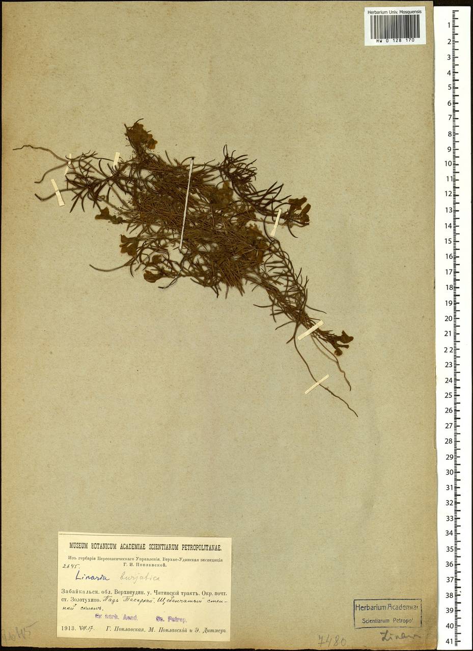 Linaria buriatica Turcz., Siberia, Baikal & Transbaikal region (S4) (Russia)