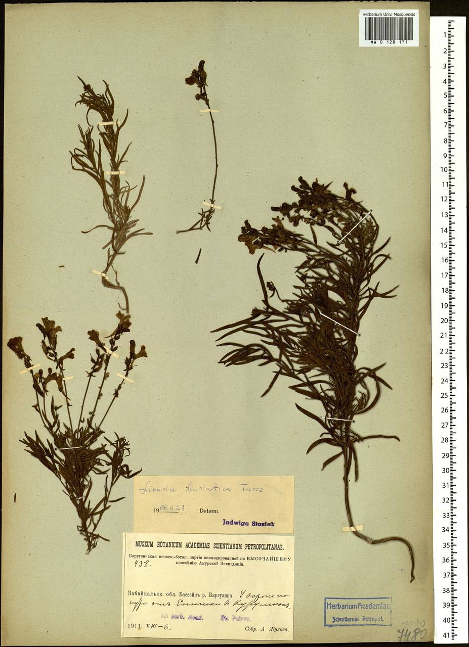 Linaria buriatica Turcz., Siberia, Baikal & Transbaikal region (S4) (Russia)