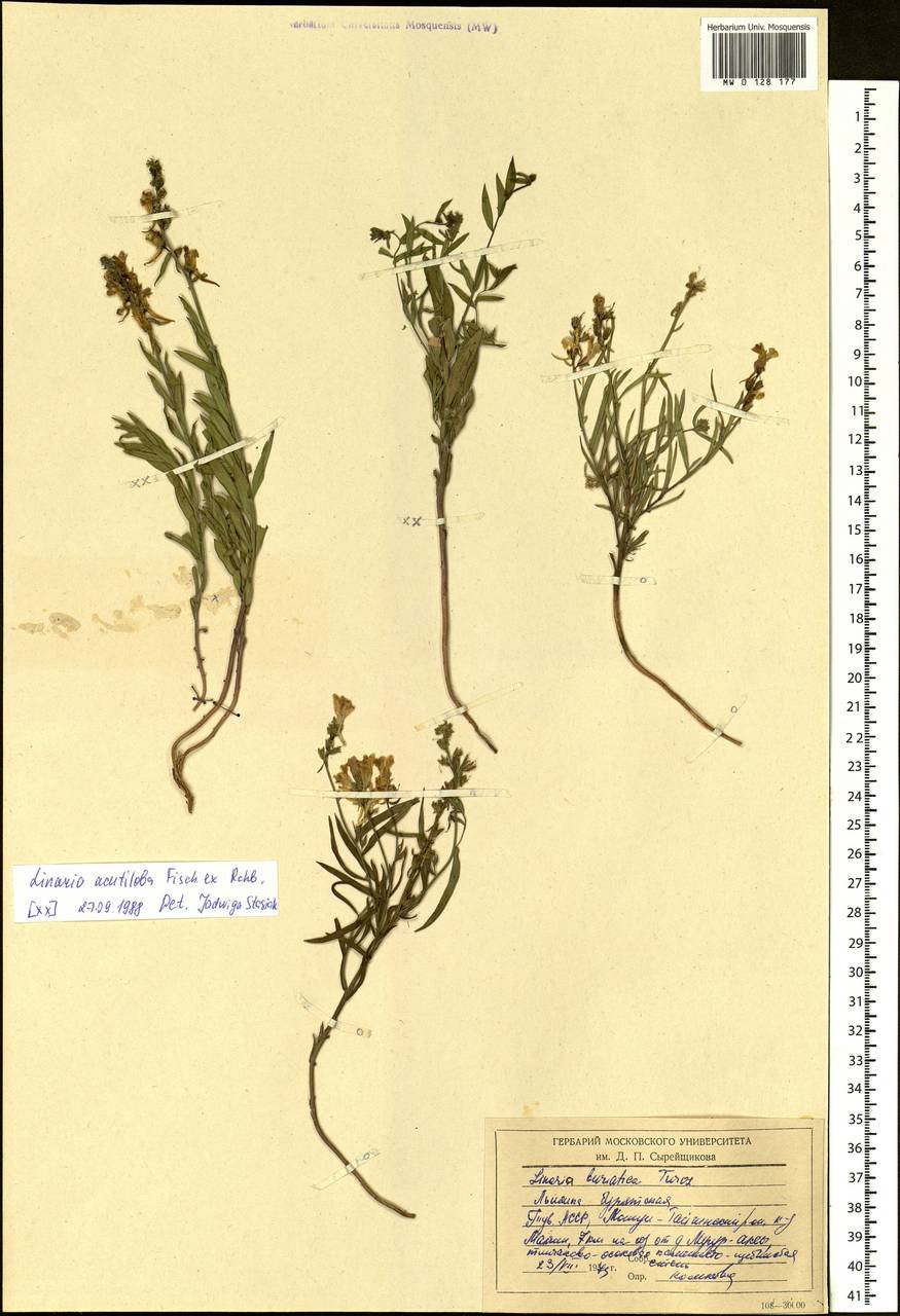 Linaria buriatica Turcz., Siberia, Altai & Sayany Mountains (S2) (Russia)
