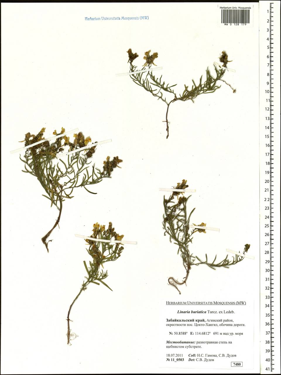 Linaria buriatica Turcz., Siberia, Baikal & Transbaikal region (S4) (Russia)