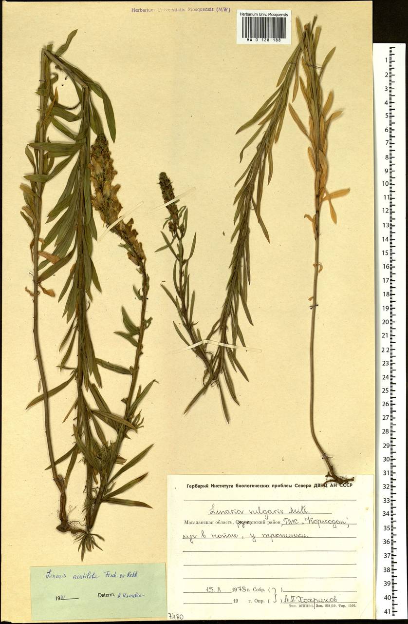 Linaria acutiloba Fisch. ex Rchb., Siberia, Chukotka & Kamchatka (S7) (Russia)