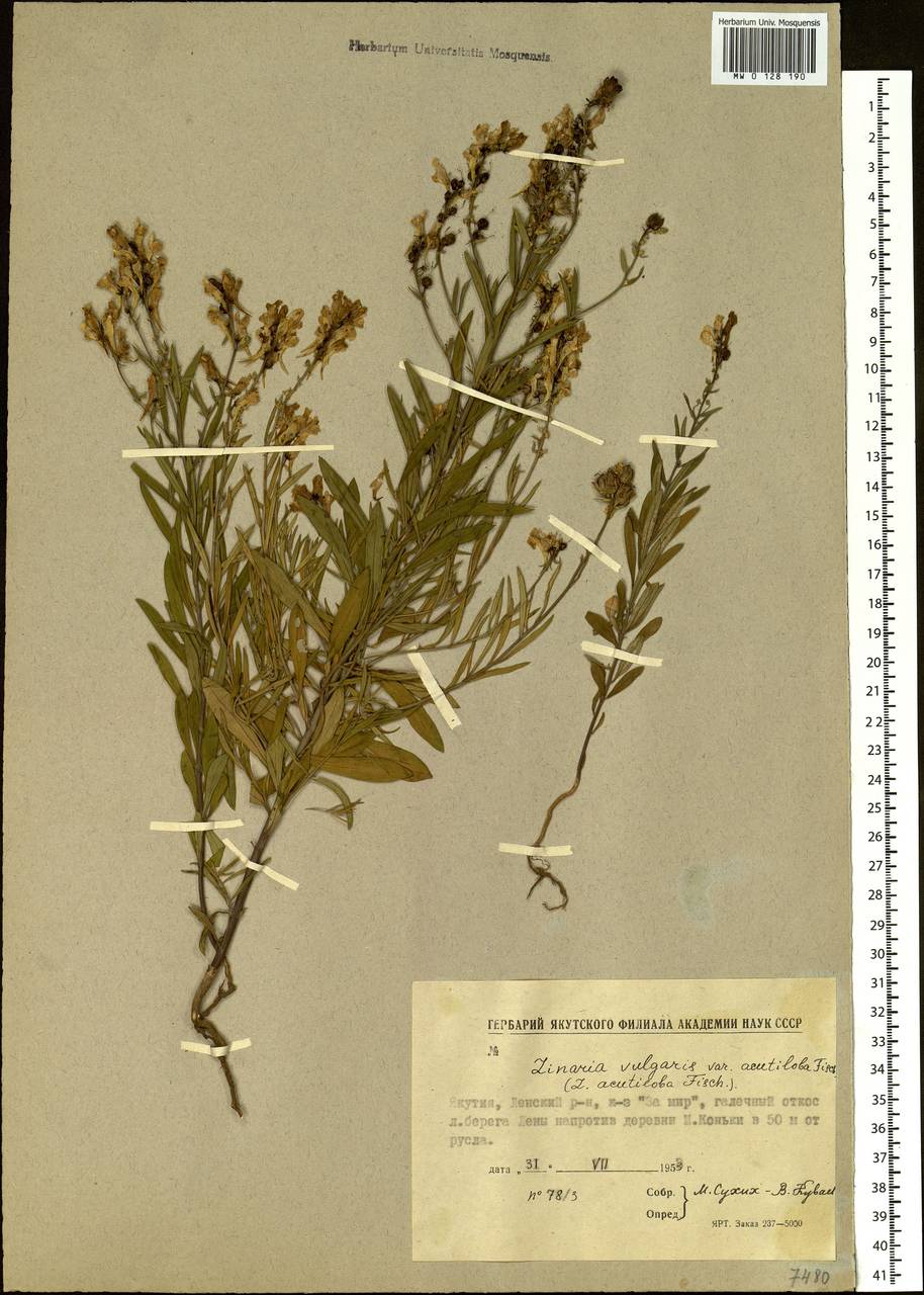 Linaria acutiloba Fisch. ex Rchb., Siberia, Yakutia (S5) (Russia)