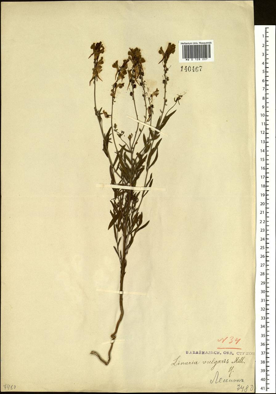 Linaria acutiloba Fisch. ex Rchb., Siberia, Baikal & Transbaikal region (S4) (Russia)