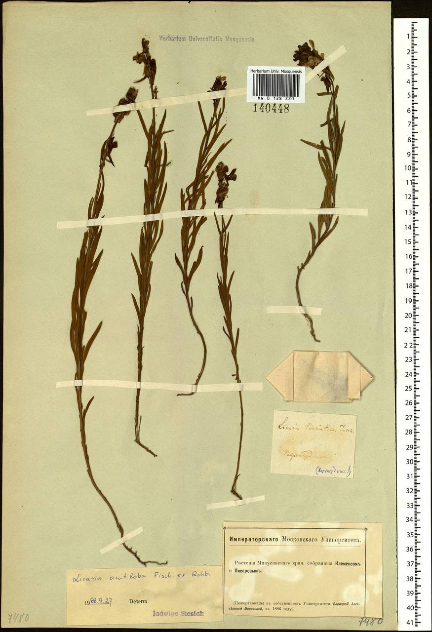 Linaria acutiloba Fisch. ex Rchb., Siberia, Baikal & Transbaikal region (S4) (Russia)