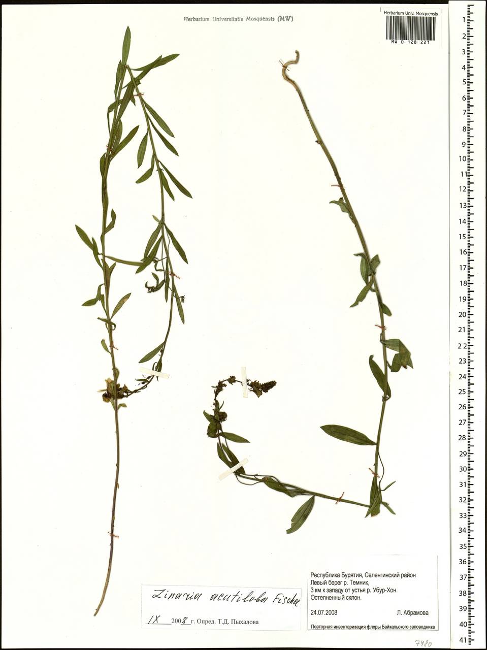 Linaria acutiloba Fisch. ex Rchb., Siberia, Baikal & Transbaikal region (S4) (Russia)