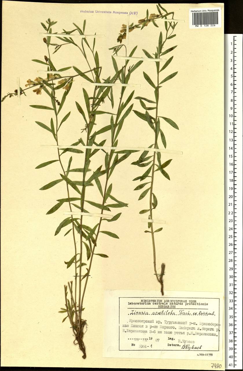 Linaria acutiloba Fisch. ex Rchb., Siberia, Central Siberia (S3) (Russia)