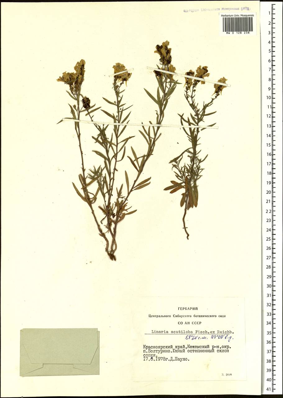 Linaria acutiloba Fisch. ex Rchb., Siberia, Central Siberia (S3) (Russia)