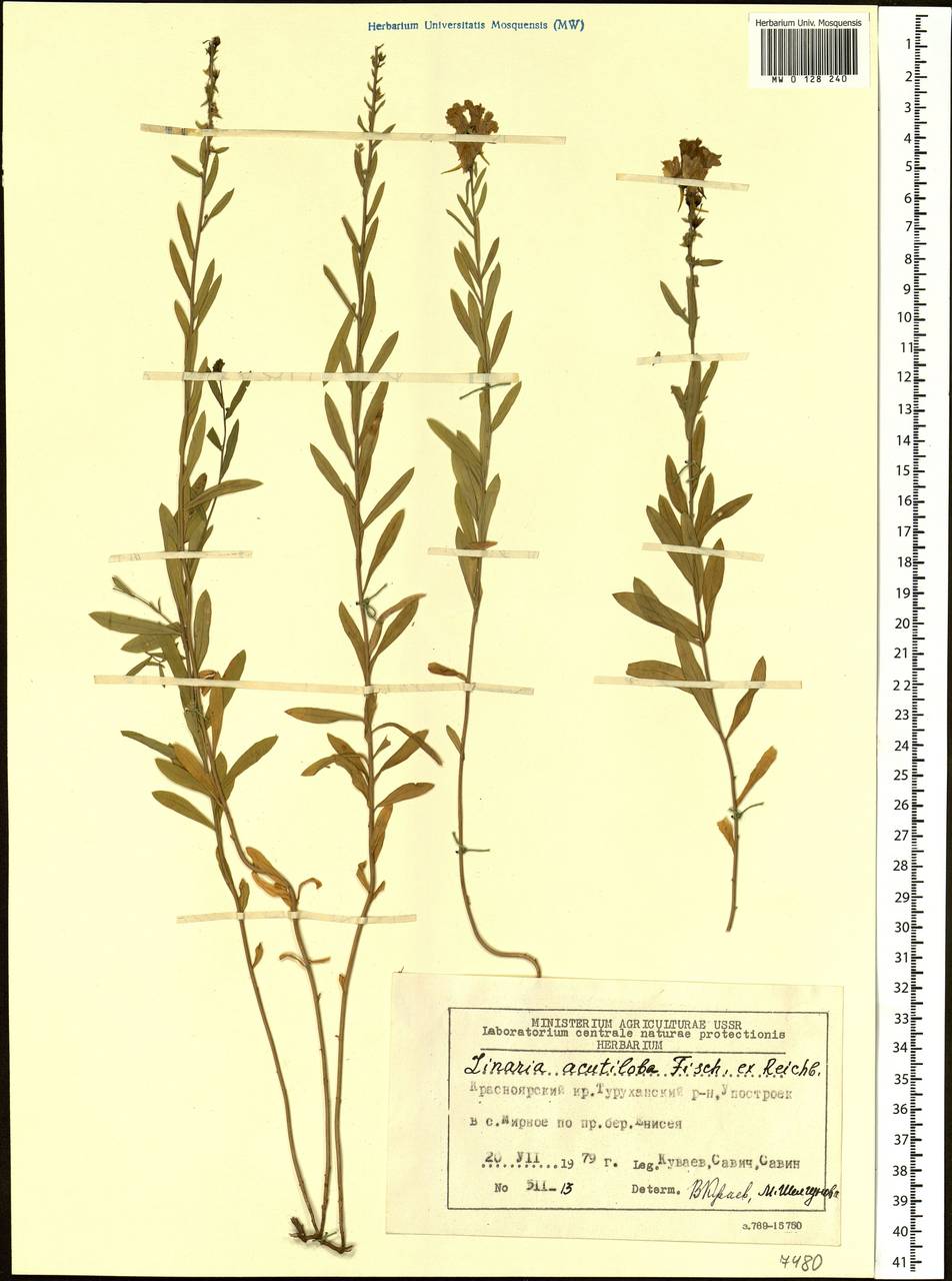 Linaria acutiloba Fisch. ex Rchb., Siberia, Central Siberia (S3) (Russia)