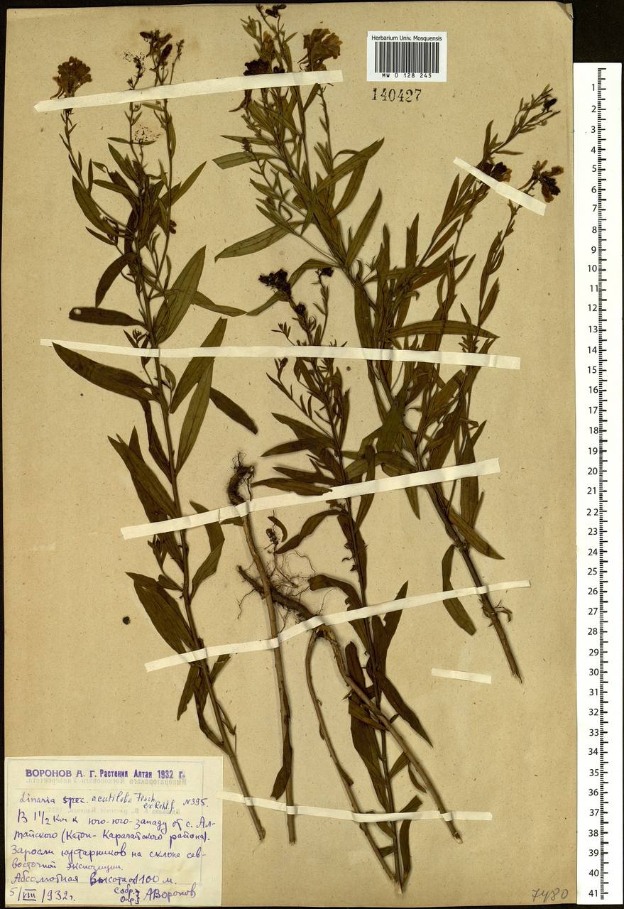 Linaria acutiloba Fisch. ex Rchb., Siberia, Western (Kazakhstan) Altai Mountains (S2a) (Kazakhstan)