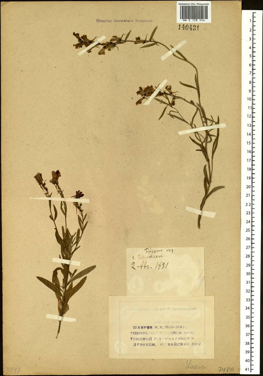 Linaria acutiloba Fisch. ex Rchb., Siberia, Western (Kazakhstan) Altai Mountains (S2a) (Kazakhstan)