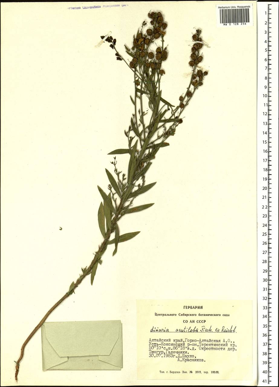 Linaria acutiloba Fisch. ex Rchb., Siberia, Altai & Sayany Mountains (S2) (Russia)