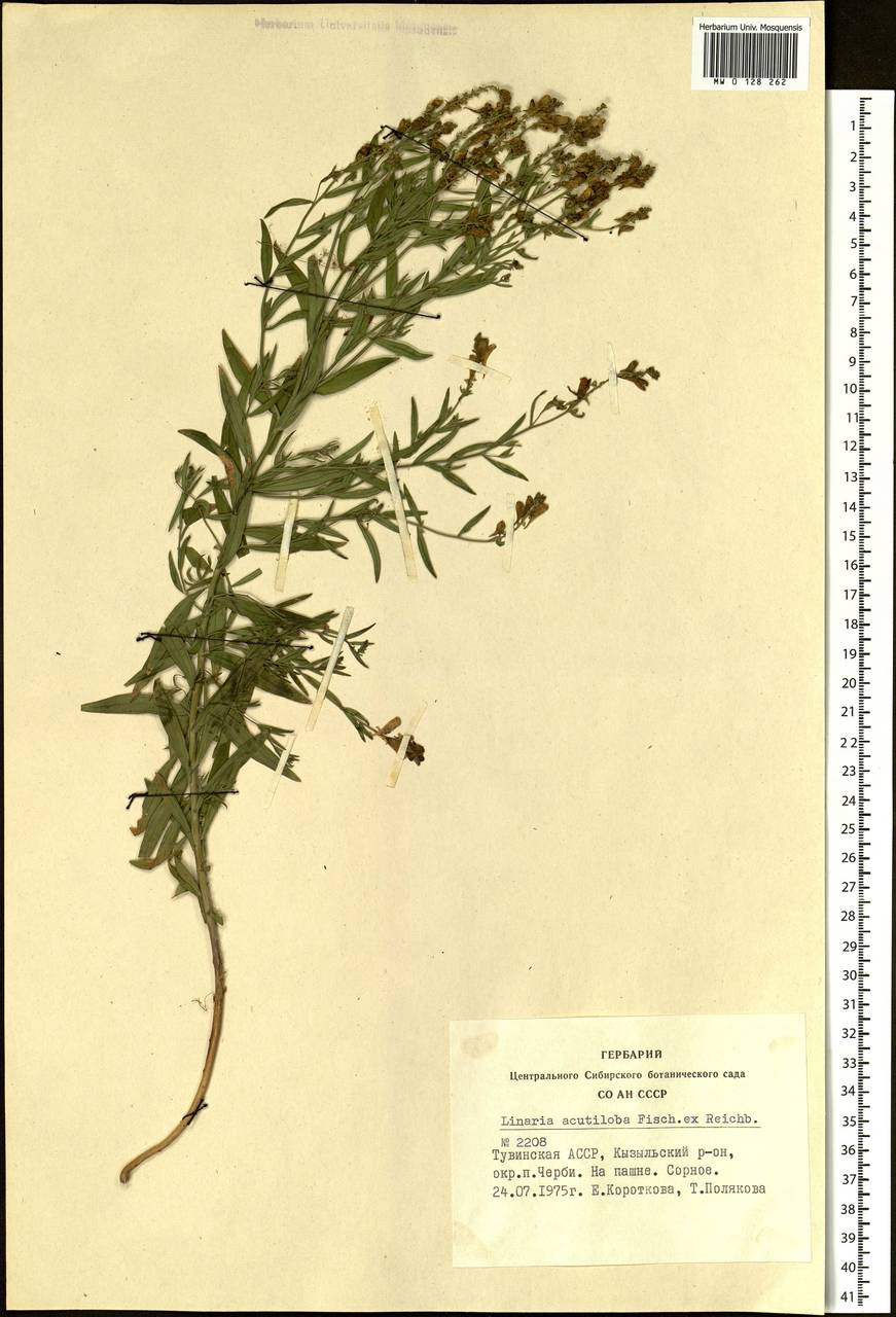 Linaria acutiloba Fisch. ex Rchb., Siberia, Altai & Sayany Mountains (S2) (Russia)
