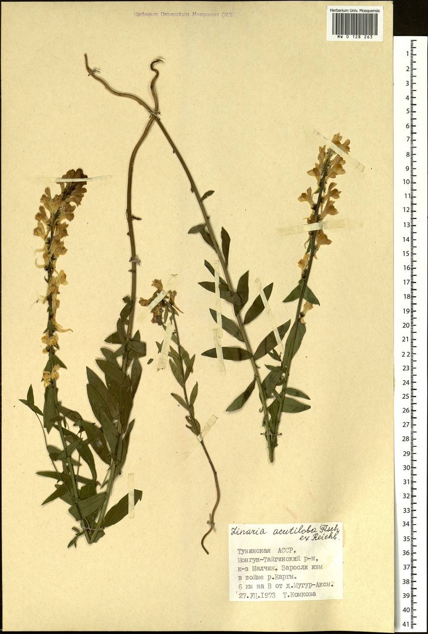 Linaria acutiloba Fisch. ex Rchb., Siberia, Altai & Sayany Mountains (S2) (Russia)