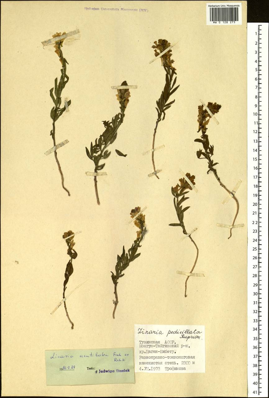 Linaria acutiloba Fisch. ex Rchb., Siberia, Altai & Sayany Mountains (S2) (Russia)