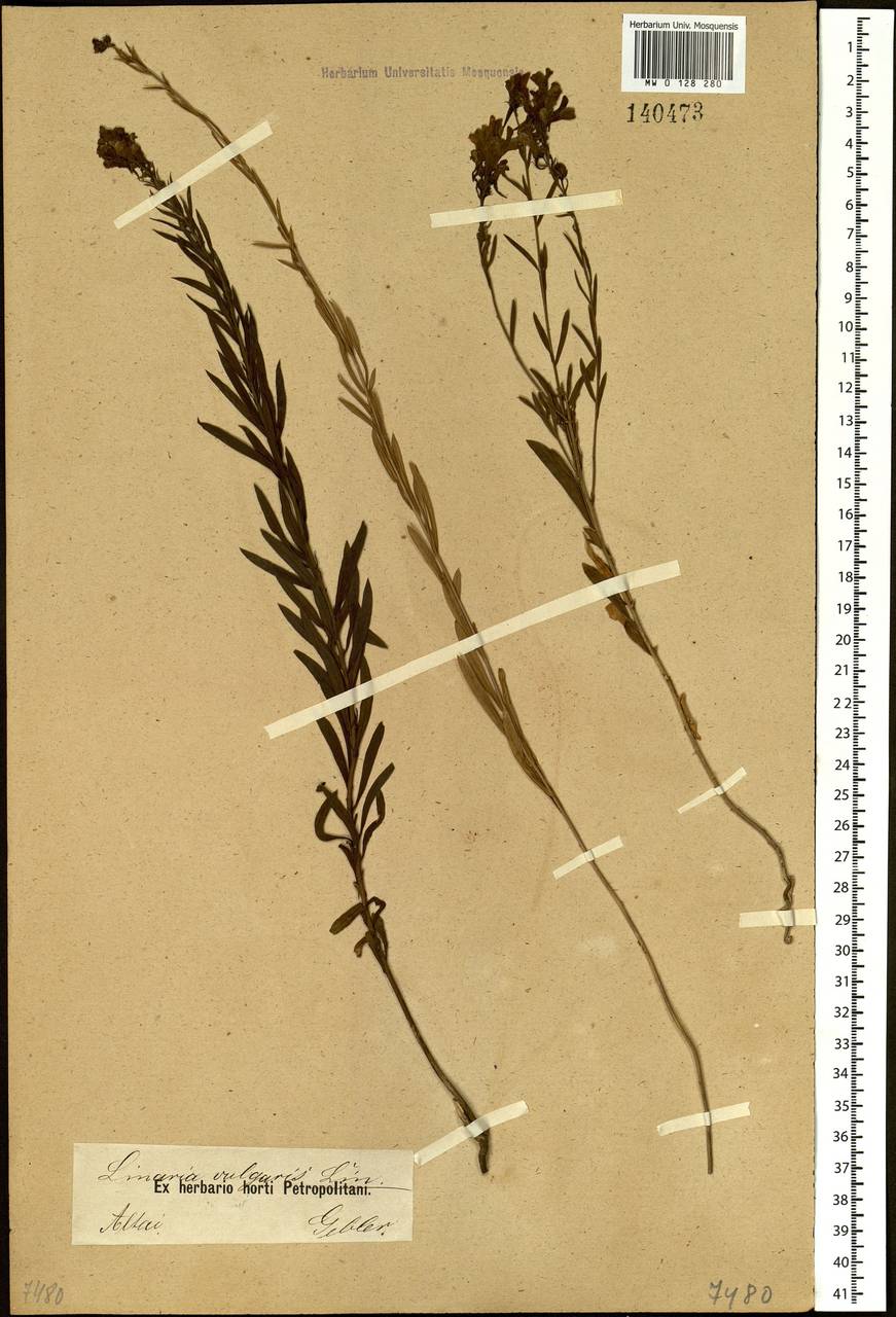 Linaria acutiloba Fisch. ex Rchb., Siberia, Altai & Sayany Mountains (S2) (Russia)