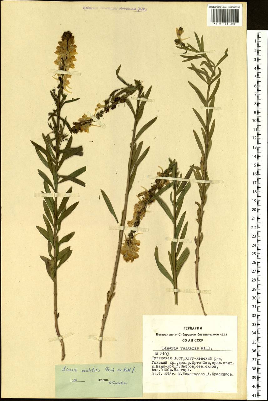 Linaria acutiloba Fisch. ex Rchb., Siberia, Altai & Sayany Mountains (S2) (Russia)