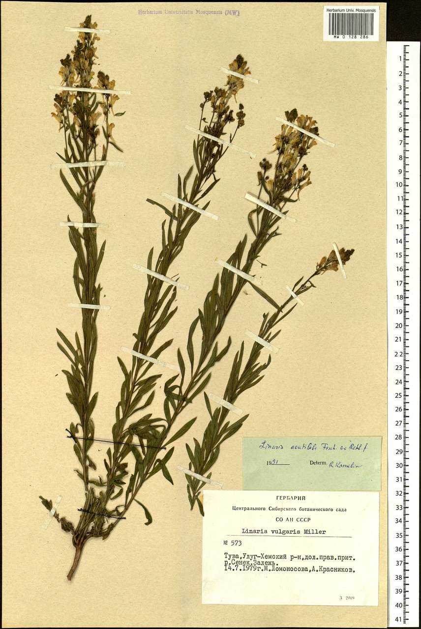 Linaria acutiloba Fisch. ex Rchb., Siberia, Altai & Sayany Mountains (S2) (Russia)