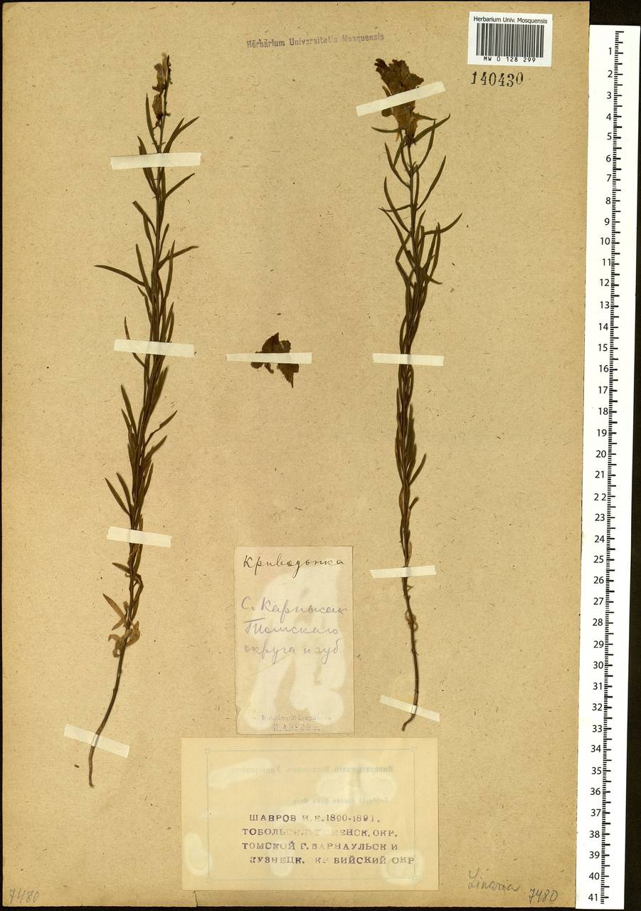 Linaria acutiloba Fisch. ex Rchb., Siberia, Western Siberia (S1) (Russia)