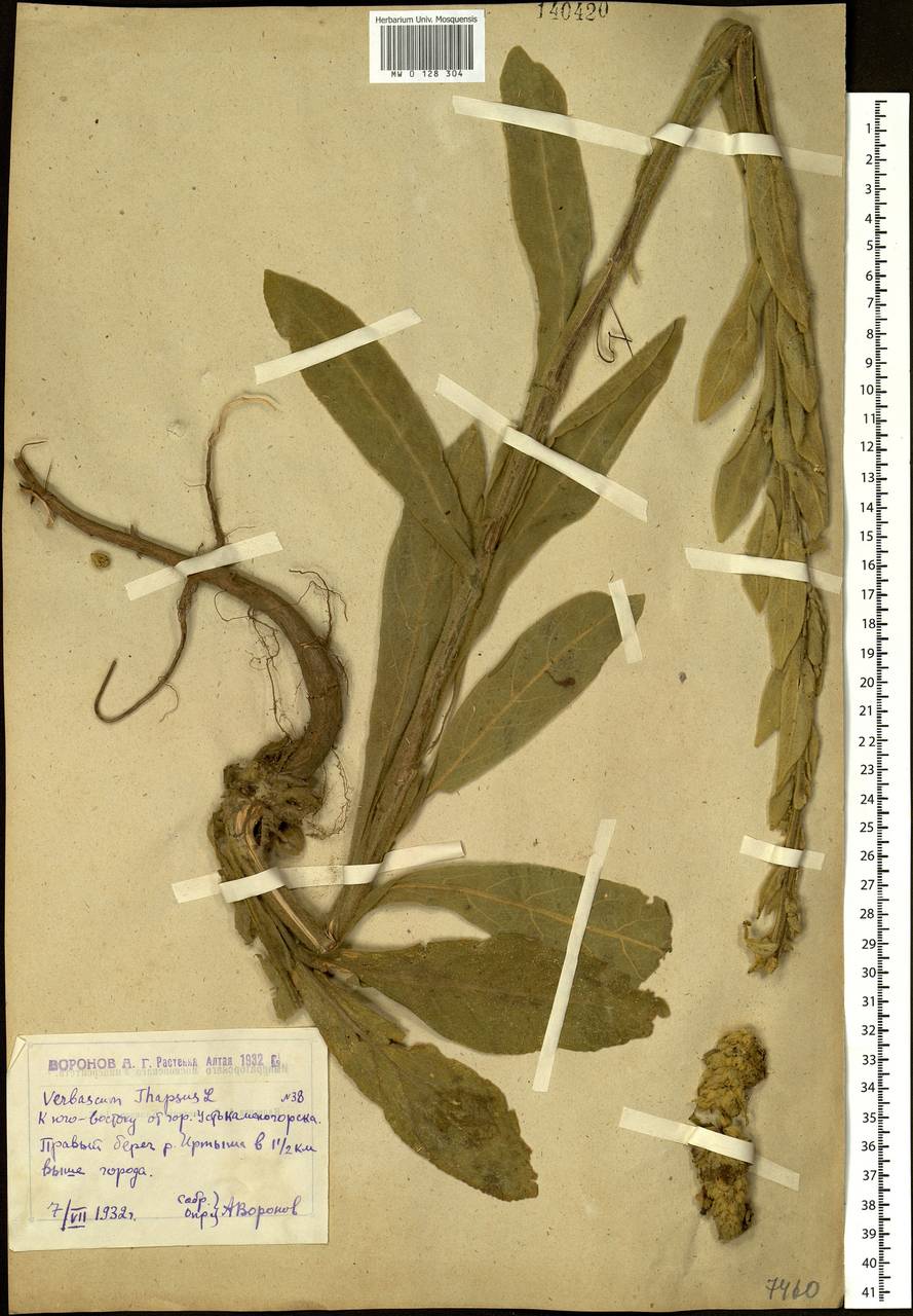 Verbascum thapsus L., Siberia, Western (Kazakhstan) Altai Mountains (S2a) (Kazakhstan)
