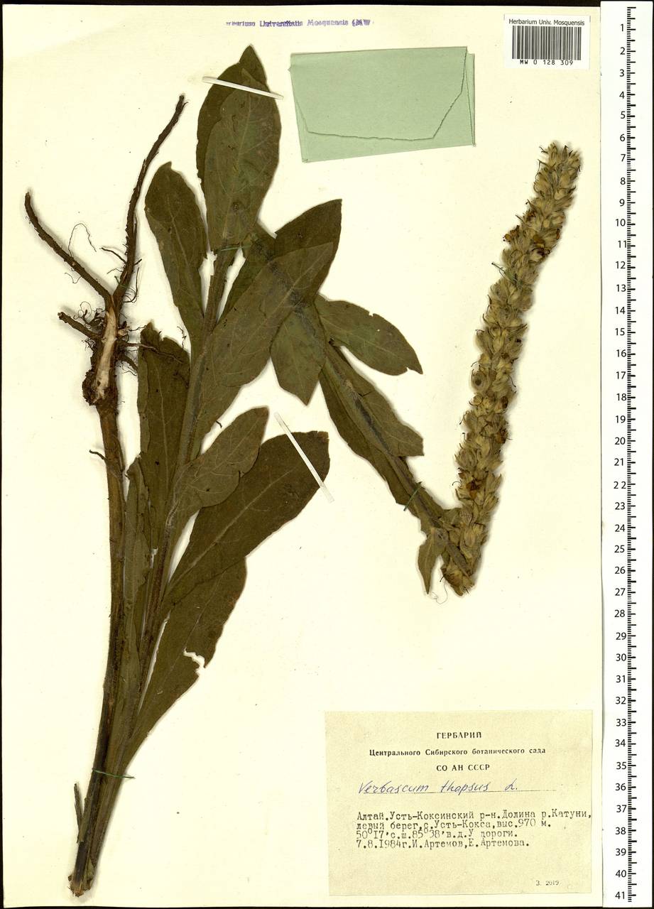 Verbascum thapsus L., Siberia, Altai & Sayany Mountains (S2) (Russia)