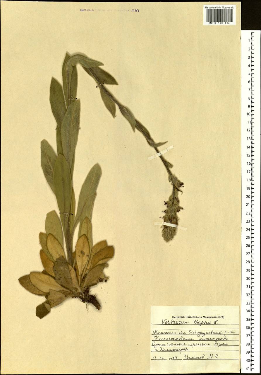 Verbascum thapsus L., Siberia, Western Siberia (S1) (Russia)