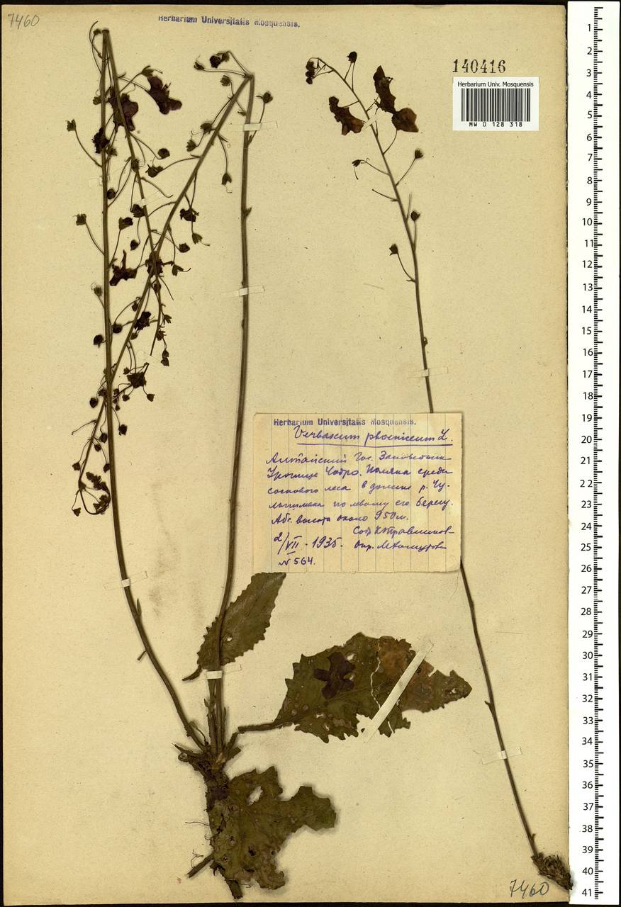 Verbascum phoeniceum L., Siberia, Altai & Sayany Mountains (S2) (Russia)