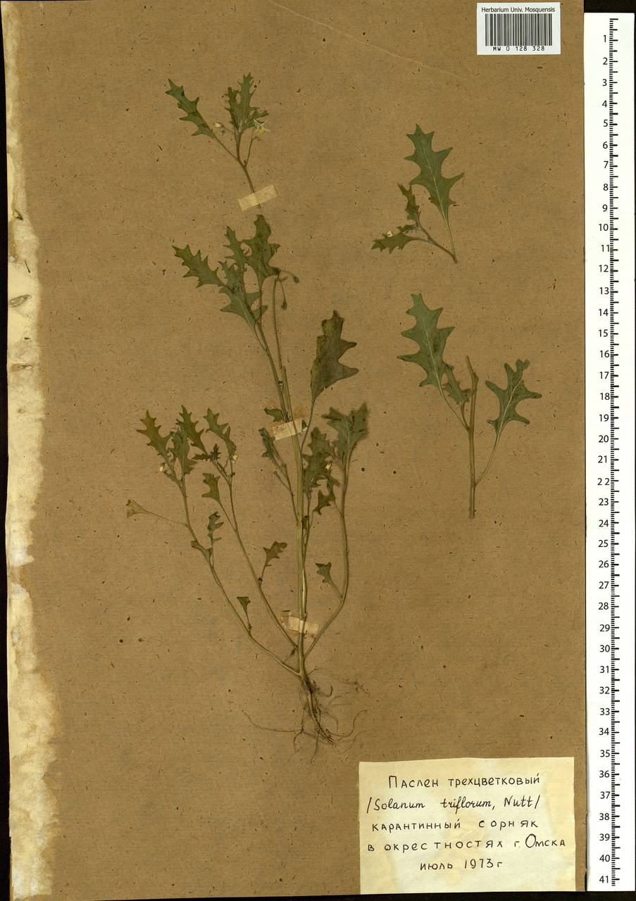 Solanum triflorum Nutt., Siberia, Western Siberia (S1) (Russia)