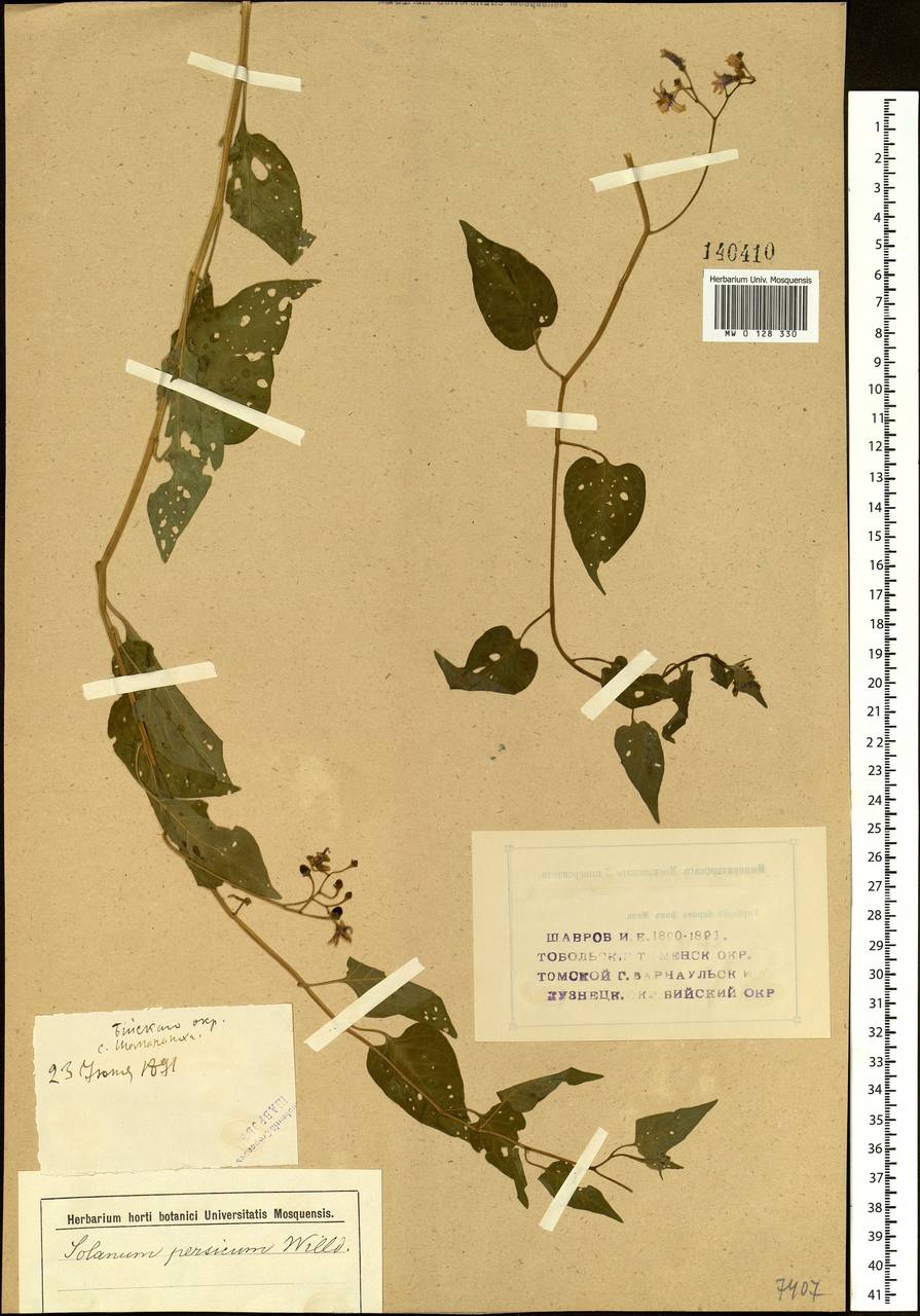 Solanum dulcamara L., Siberia, Western (Kazakhstan) Altai Mountains (S2a) (Kazakhstan)