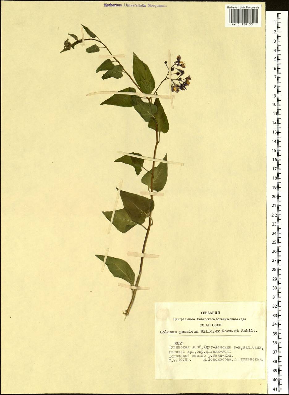 Solanum dulcamara L., Siberia, Altai & Sayany Mountains (S2) (Russia)